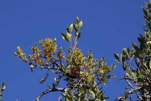 Image of Viscum pauciflorum by (c) Tony Rebelo, some rights reserved (CC BY-SA)