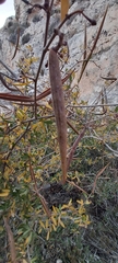 Periploca laevigata angustifolia