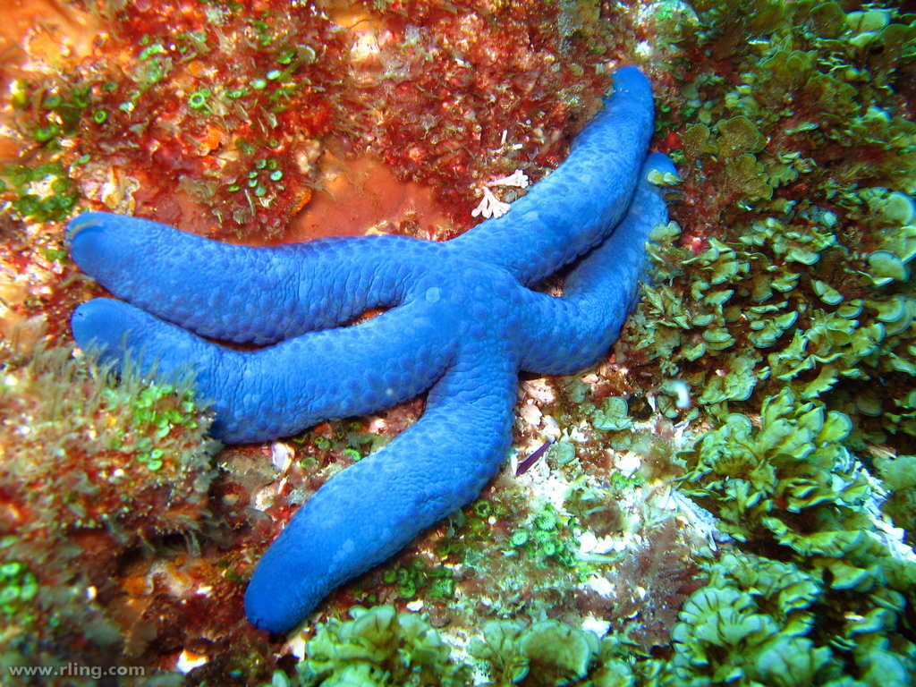 Ophidiasteridae
