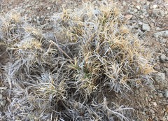 Dasyochloa pulchella