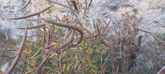 Periploca laevigata angustifolia