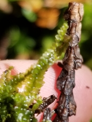 Calypogeia integristipula