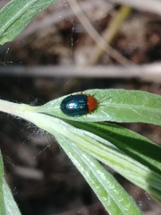 Plagiodera arizonae