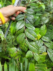 Hirtella rugosa