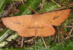 Monoctenia falernaria