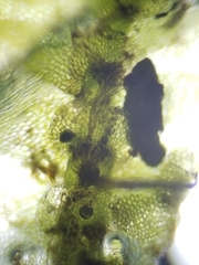 Calypogeia integristipula