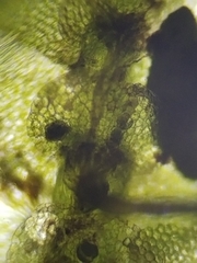 Calypogeia integristipula