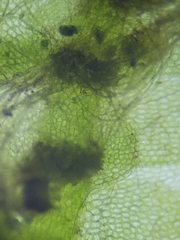 Calypogeia integristipula