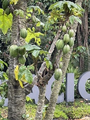 Vasconcellea pubescens