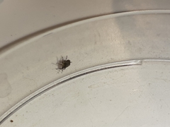 Ceutorhynchus pallidactylus