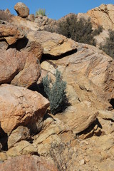 Diospyros austro-africana