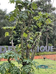 Vasconcellea pubescens