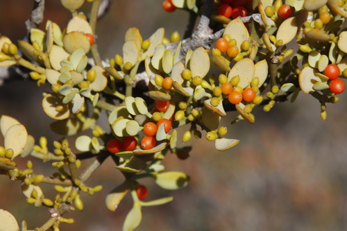 Stalk Mistletoe (Viscum pauciflorum)