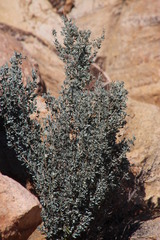 Diospyros austro-africana