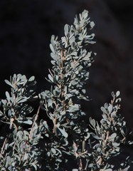 Diospyros austro-africana