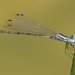Plateau Spreadwing - Photo (c) J. N. Stuart, some rights reserved (CC BY-NC-ND)