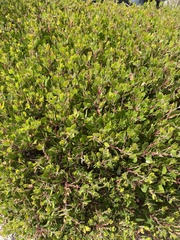 Arctostaphylos montana