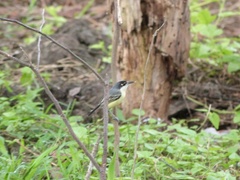 Todirostrum cinereum sclateri