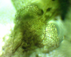 Calypogeia integristipula