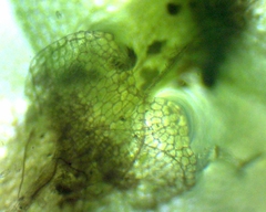 Calypogeia integristipula