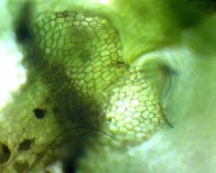 Calypogeia integristipula
