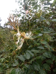Bauhinia ungulata