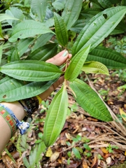Miconia prasina