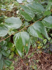 Bauhinia ungulata