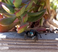 Phidippus audax