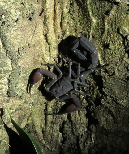 Tityus metuendus