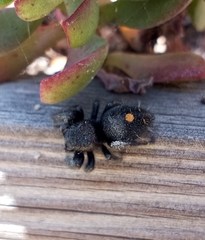 Phidippus audax