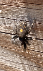 Phidippus audax