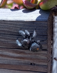 Phidippus audax