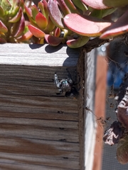 Phidippus audax
