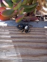 Phidippus audax
