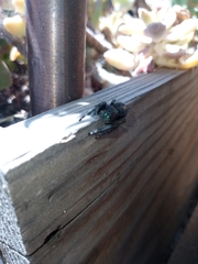 Phidippus audax