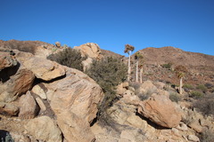 Diospyros ramulosa