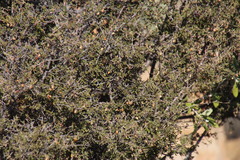 Diospyros ramulosa