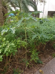 Vasconcellea cauliflora