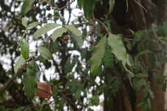 Sideroxylon cartilagineum