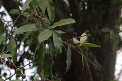 Sideroxylon cartilagineum