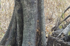 Sideroxylon cartilagineum