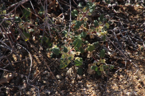 Image of Forsskaolea candida by (c) Tony Rebelo, some rights reserved (CC BY-SA)