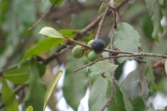 Sideroxylon cartilagineum