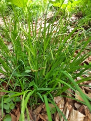 Carex prasina