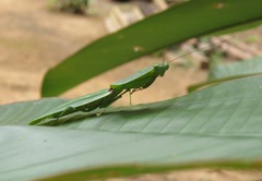 Choeradodis rhomboidea