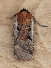 Parabagrotis formalis