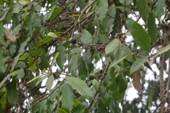 Sideroxylon cartilagineum