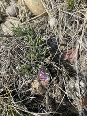 Astragalus spatulatus