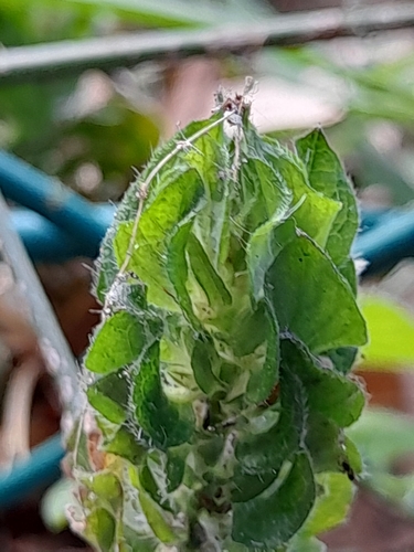 Ruellia blechum image